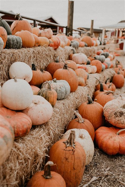 pinterest cute fall backgrounds|aesthetic fall backgrounds.